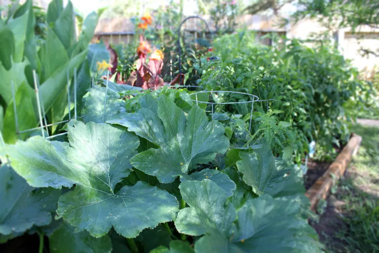 14 Ways to Protect Your Vegetable Garden During a Heat Wave