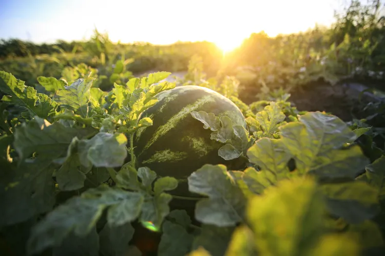 10 Watermelon Growing Tips for Bigger, Juicier Fruit This Summer