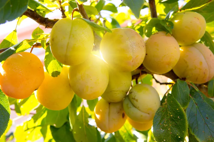 9 Tips for Protecting Your Fruit Trees from Extreme Summer Heat