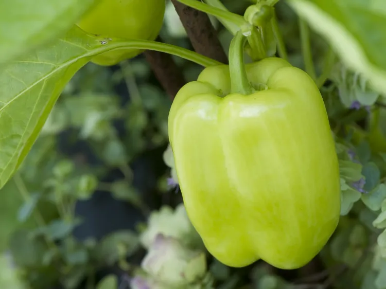 8 Herbs to Grow with Bell Peppers for Bigger Harvests