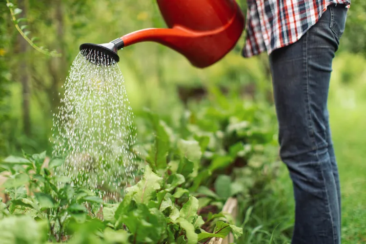 How Often to Water Your Vegetable Garden So It Thrives All Summer