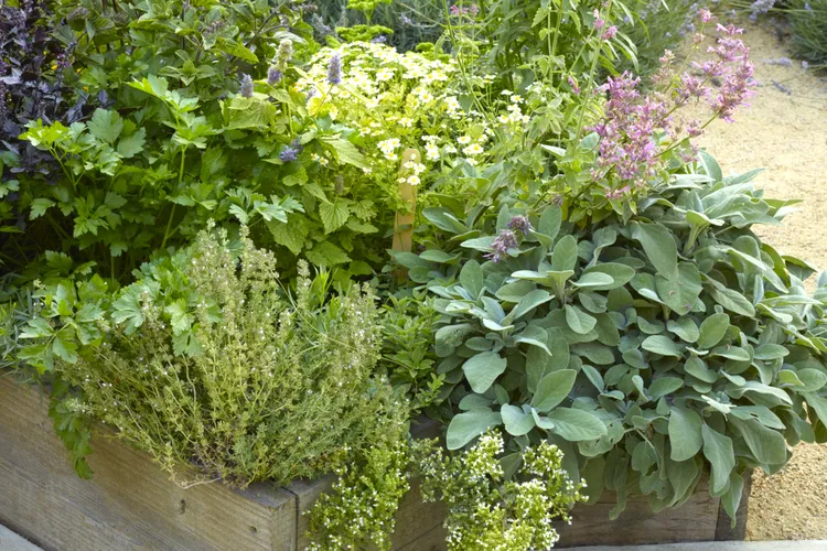 The Best Culinary Herbs to Grow for Elevating Your Favorite Meals