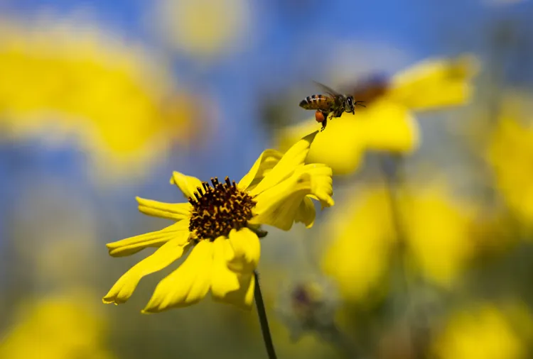 11 Companion Plants That Will Bring More Pollinators to Your Vegetable Garden