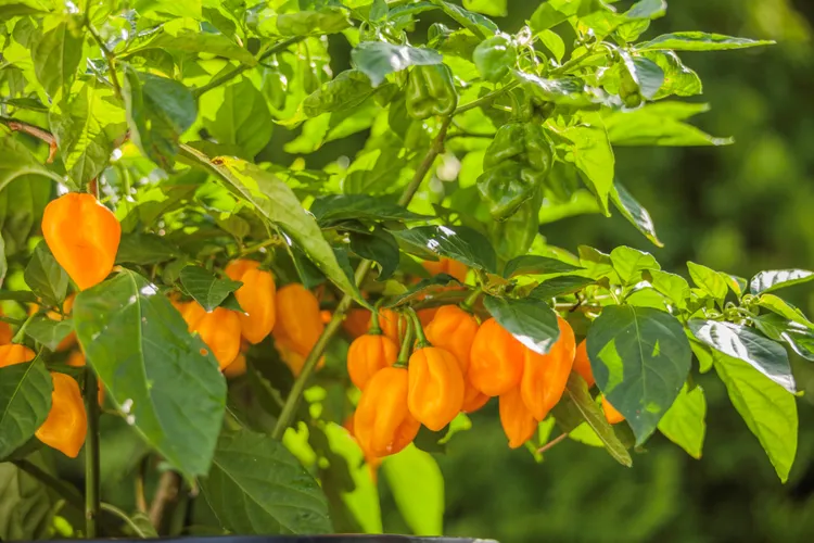 9 Easy Pepper Plants to Grow in Pots for a Big Summer Harvest