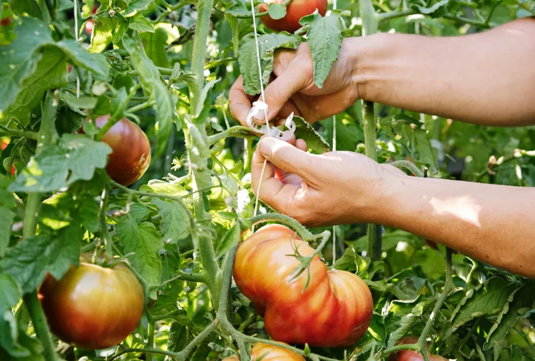 7 Easy Tomato-Staking Ideas That Will Boost Your Harvest
