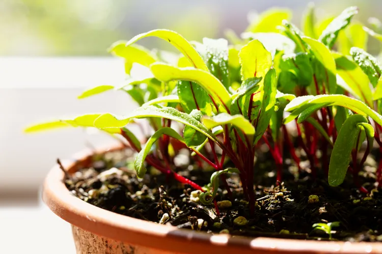 How to Grow Beets in Pots Successfully for a Fresh, Flavorful Harvest