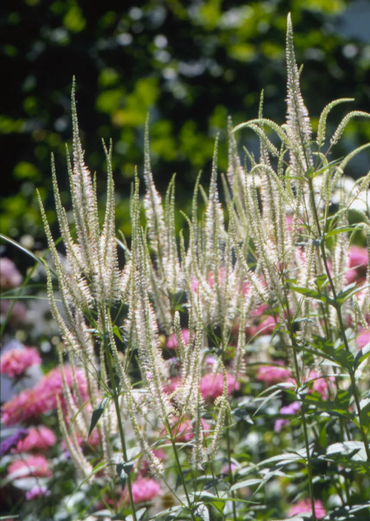 15 Top Native Plants of the Northeast