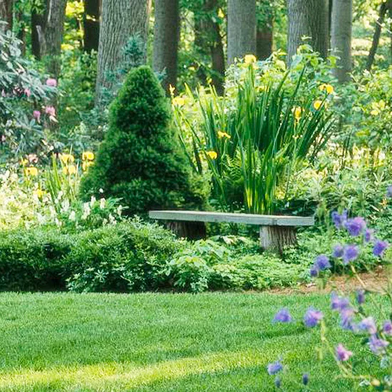 What's the Best Shade Tree for Zone 10 in Southern California?