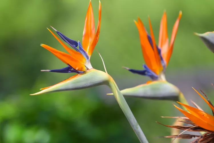 10 Tough Summer Flowers for California Gardens