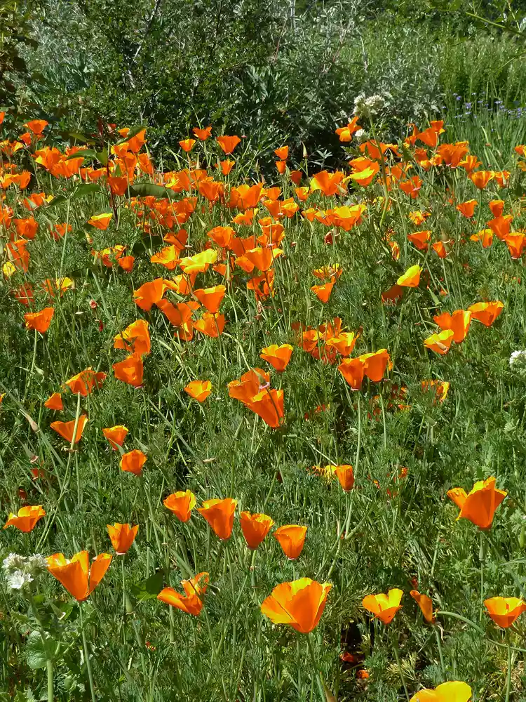 15 Top Southern California Native Flowers