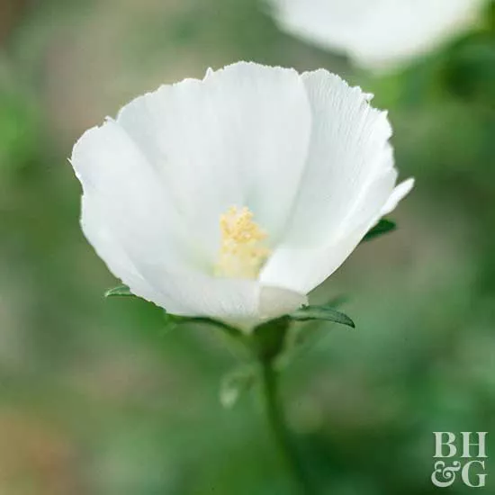 Low-Maintenance Perennials of Colorado and Other Mountain West States