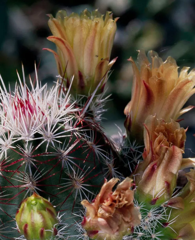 15 Top Native Plants of the Mountain West