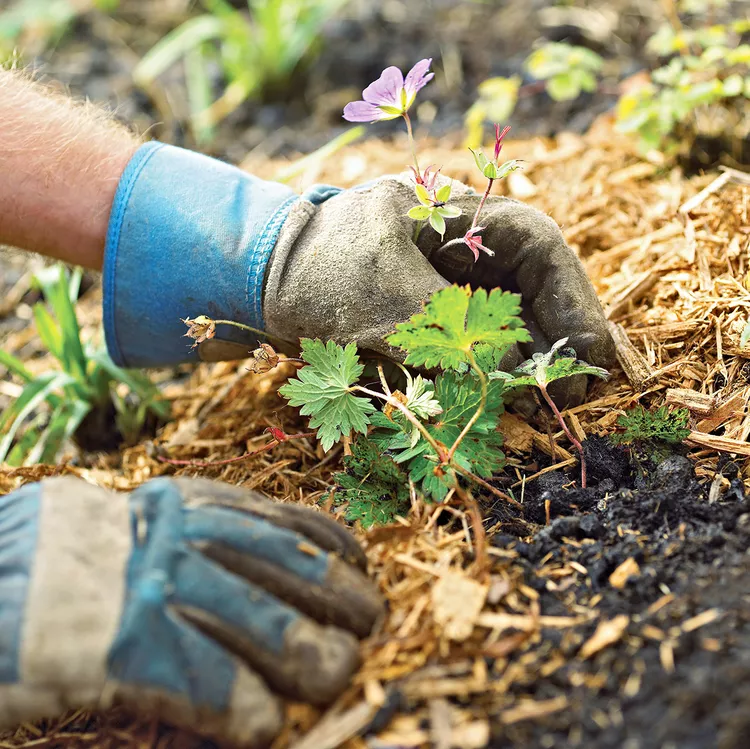 What Are Plant Hardiness Zones? Plus How to Use Them to Decide What to Grow
