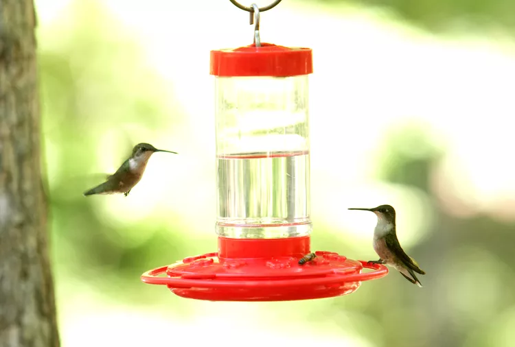 When to Put Out Hummingbird Feeders This Spring—The Best Time by Region