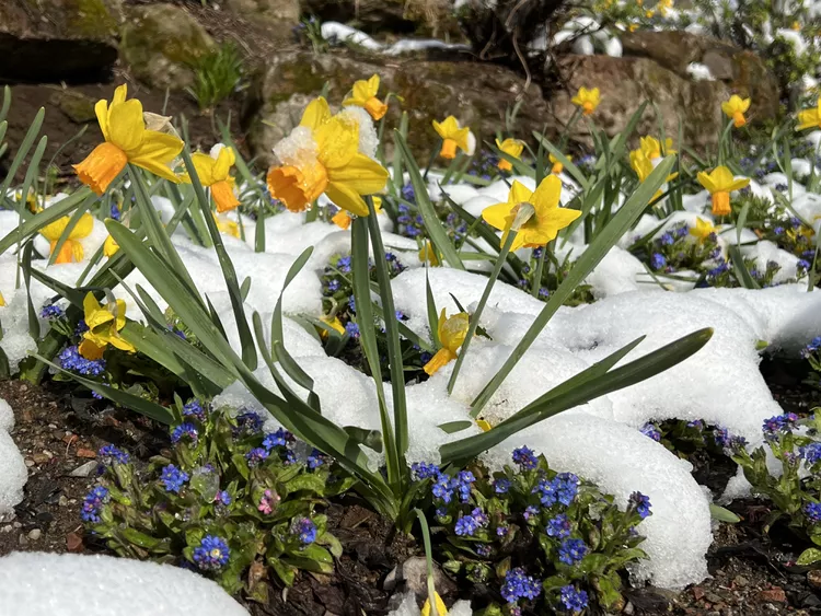 How to Figure Out Your Last Frost Date for a Healthy Spring Garden