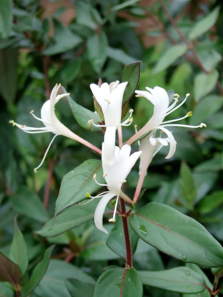 10 Native Alternatives to Popular But Invasive Plants Growing in Your Garden