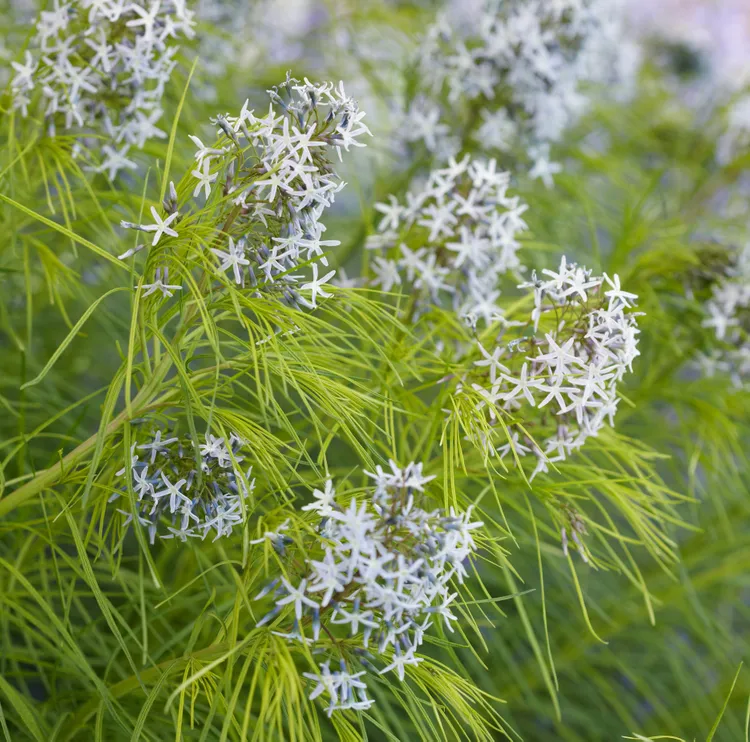 16 Award-Winning Landscape Plants for Georgia Gardens