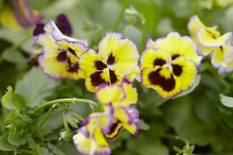 8 Colorful Winter Flowers That Don't Mind the Cold