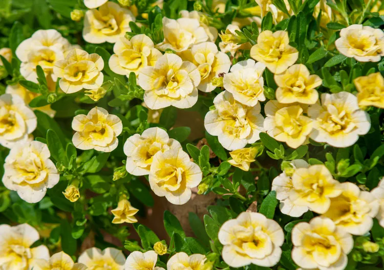 How to Plant and Grow Calibrachoa