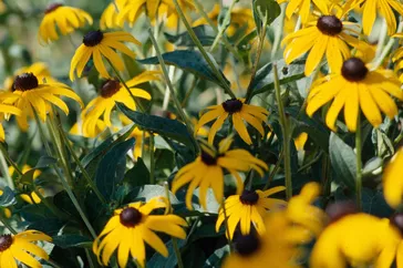 Grow Black-Eyed Susan for Beautiful Yellow Summer Flowers