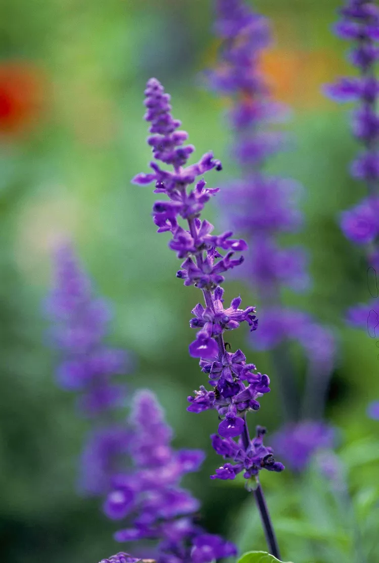 How to Plant and Grow Lavender for Its Refreshing Scent and Gorgeous Flowers