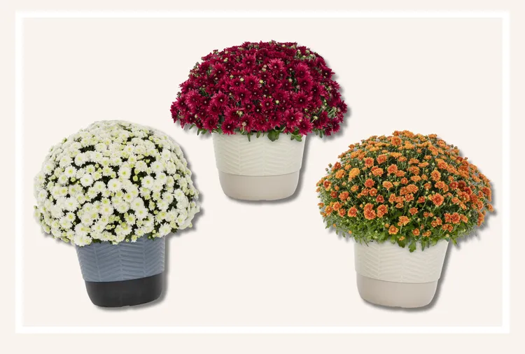 Mums Are the Ultimate Porch Staple—and You Can Get Them Delivered Straight to Your Door