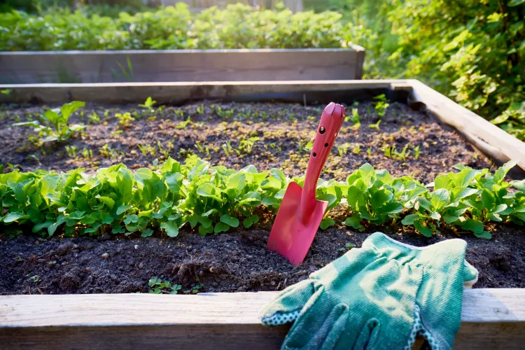 Want Bigger Veggies and Hardier Flowers? A Botanist Says It Starts with the Soil, and a $9 Tool Can Fix It All