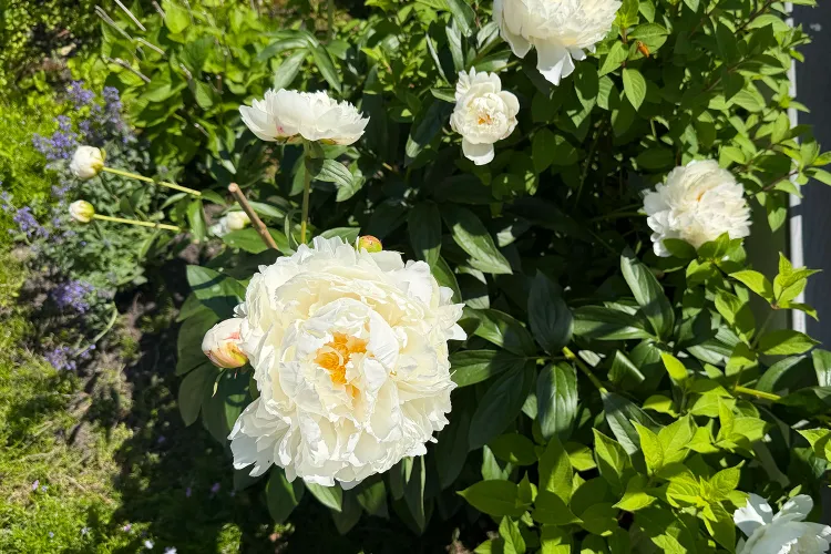 Tired of Floppy Flowers? These 15 Affordable Garden Finds Fix the Problem Fast and Keep Plants Standing Tall All Season