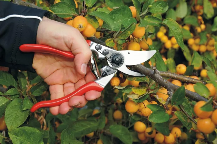 The 7 Best Pruning Shears of 2026 Our Editors Recommend