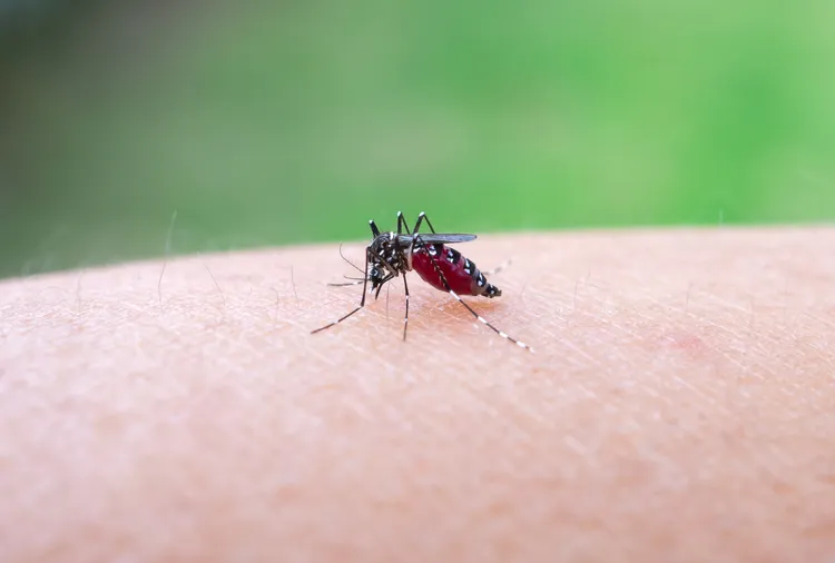 Mosquitoes Are Surging Across the U.S.—How to Protect Yourself and Your Home This Summer