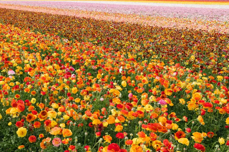 The No. 1 Secret to Leveling Up Your Gardening Game, According to a Pro Grower