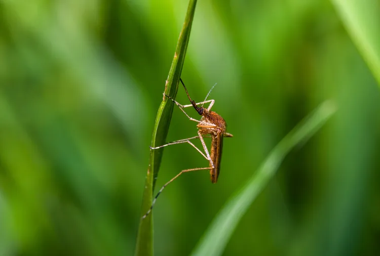 The Top 5 Pests You Need to Prepare Your Home for in 2026, According to an Expert
