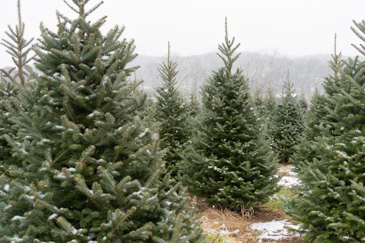Can You Grow Your Own Christmas Tree? What an Expert Says You Should Know First