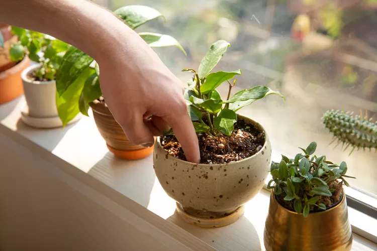 5 Lessons I Learned the Hard Way as a First-Time Plant Parent