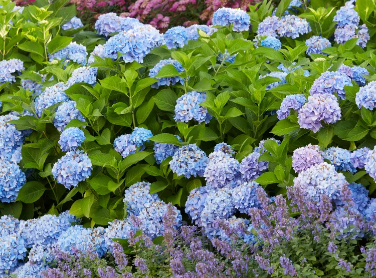 Can Coffee Grounds Change Hydrangea Color? A Soil Scientist Weighs In