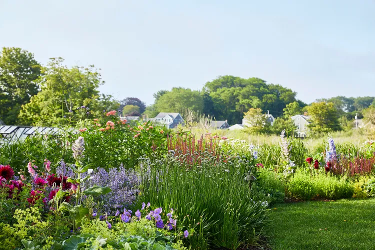 5 Smart Ways to Help Your Plants Survive a Scorching Summer