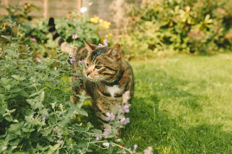 My Mom Told Me to Put Cat Hair and Chili Powder in My Garden—and It Actually Saved My Plants