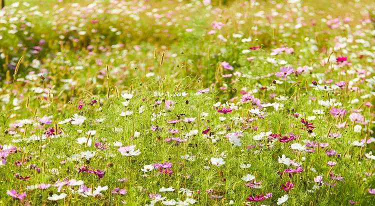 6 Reasons Trendy Chaos Gardening Isn't Worth the Hype, According to Experts