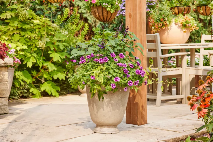 10 Best New Flower Varieties for Nonstop Color, According to Our Test Garden