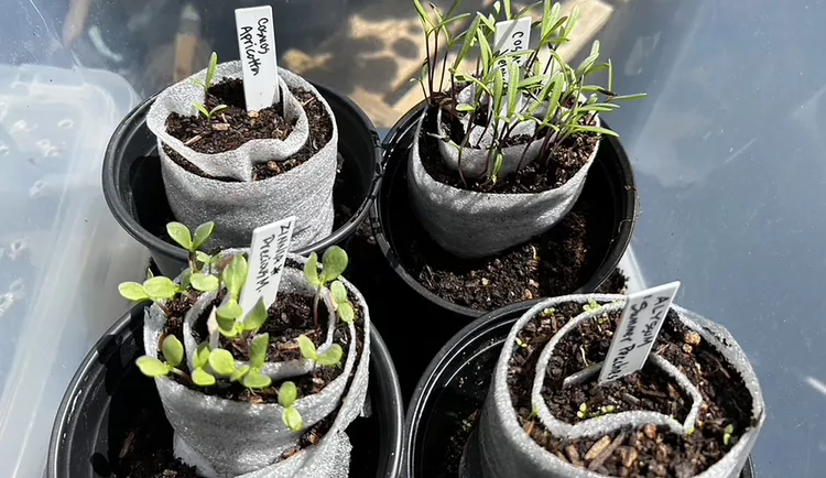 Kiss Your Seed-Starting Struggles Goodbye with This No-Fail Growing Hack