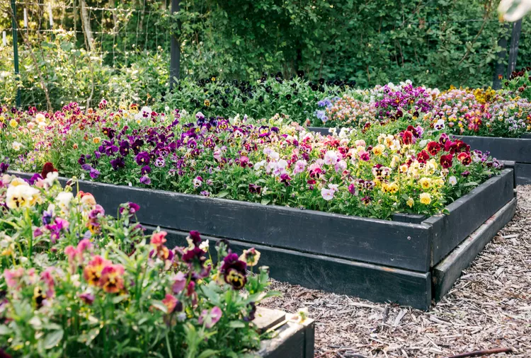 10 Absolutely Stunning Pansies to Grow This Year, According to a Flower Farmer