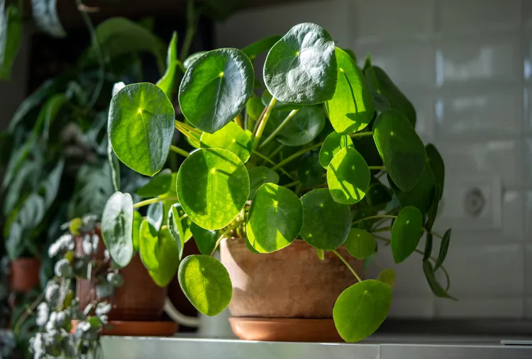 Martha Stewart Turned This Houseplant into the Most Stunning Centerpiece