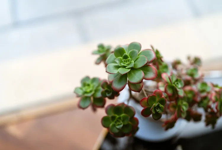 These 5 Martha Stewart-Approved Succulents Thrive Together