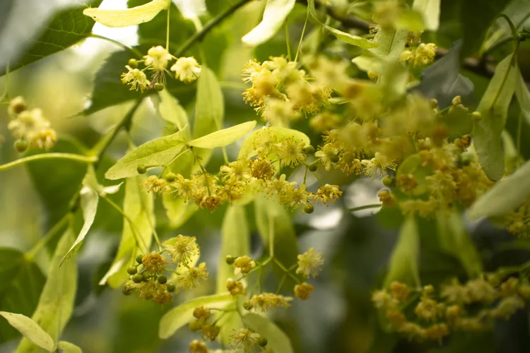 Martha Stewart Loves This Low-Maintenance Tree—Here's Why You Might, Too