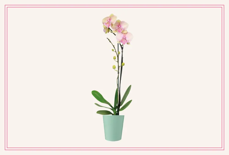 ALDI’s $10 Orchids Are One of the Best Plant Deals of the Summer