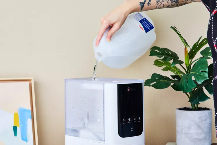 The Best Humidifier for Plants, Tested by BHG