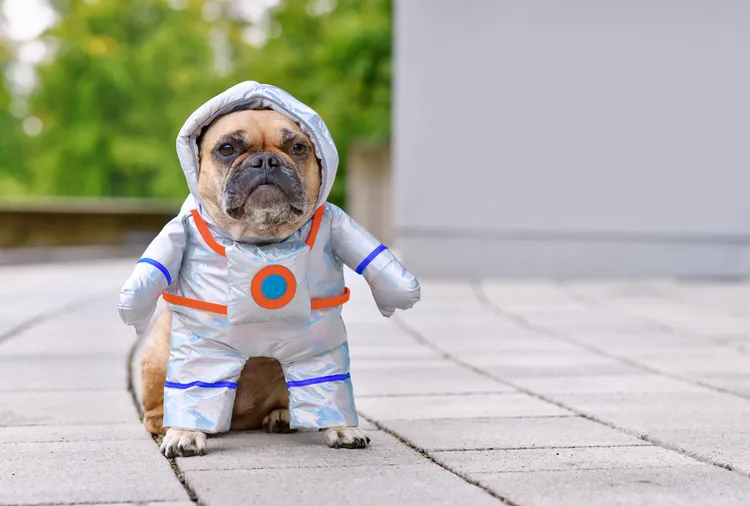 7 Easy Pet Halloween Costumes for 2025 That Are Too Cute to Miss
