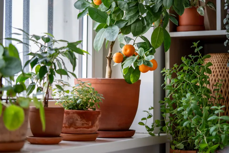 4 Meaningful Ways to Welcome the Year of the Horse