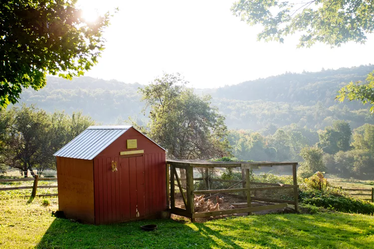 Chicken Coops Are Going Viral—Here's What to Know Before Getting One